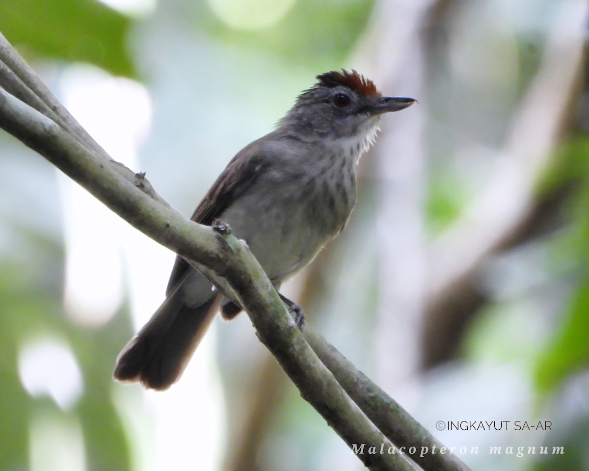 Rufous-crowned Babbler - ML614975358