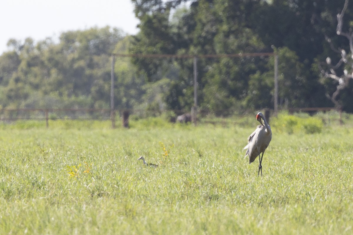 Grue brolga - ML614975378