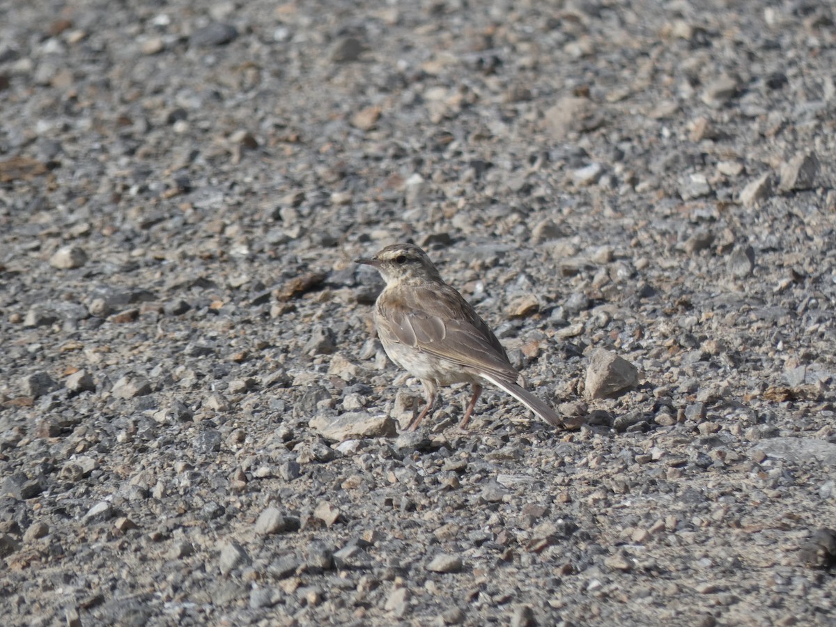 New Zealand Pipit - ML614975385