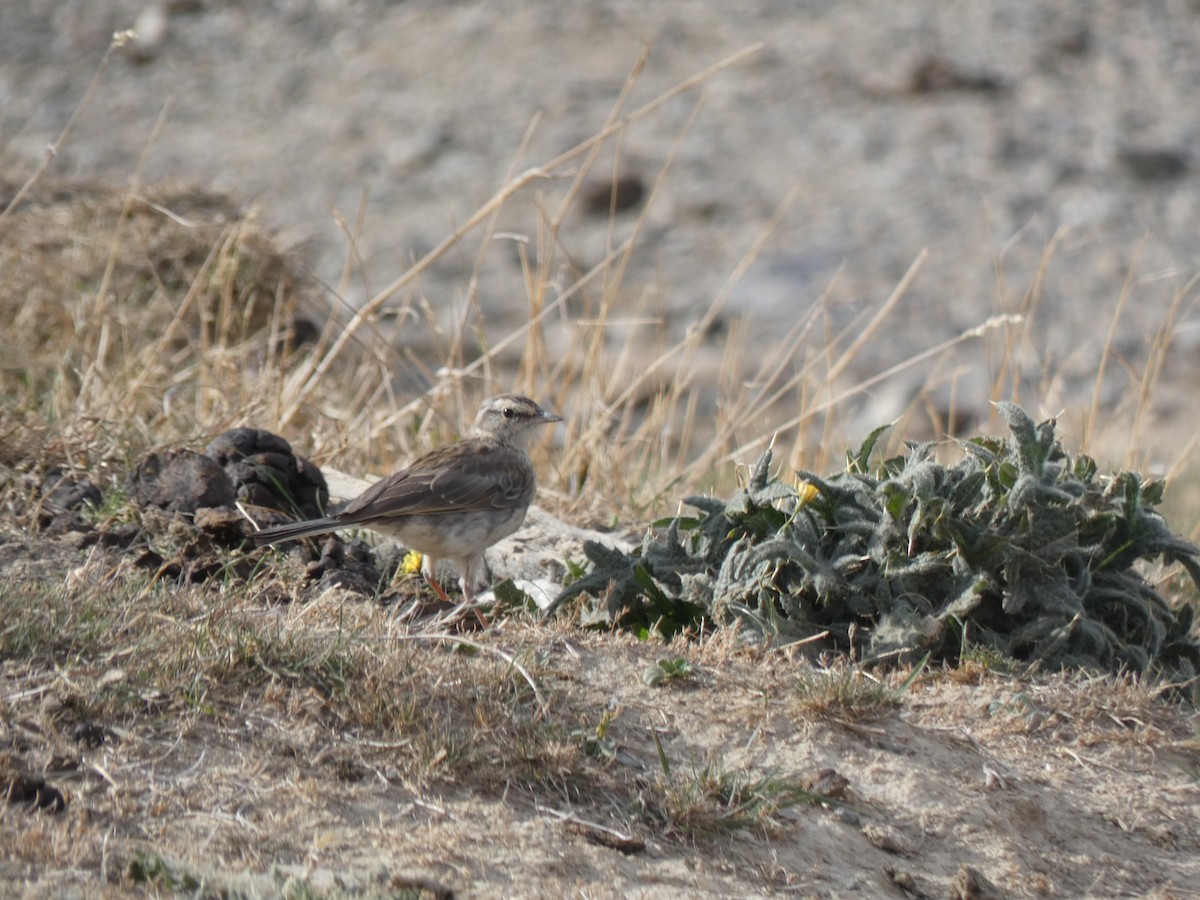 New Zealand Pipit - ML614975386