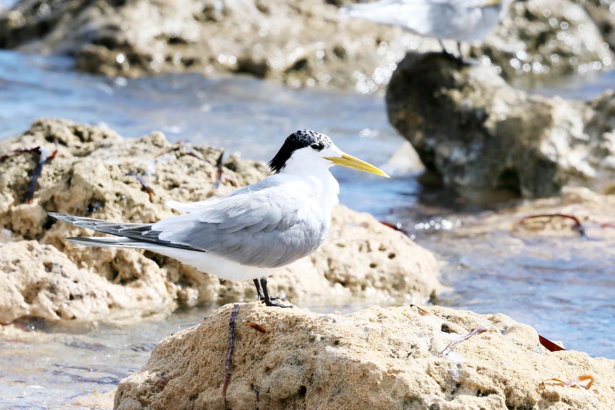 Great Crested Tern - Rynhard Kok