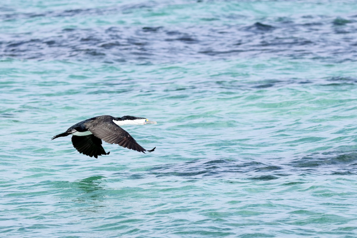 Pied Cormorant - ML614975401