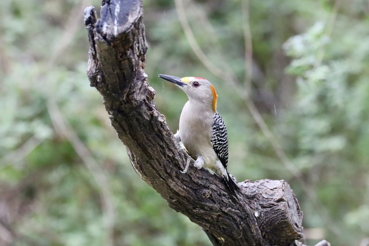 Golden-fronted Woodpecker - ML614975432