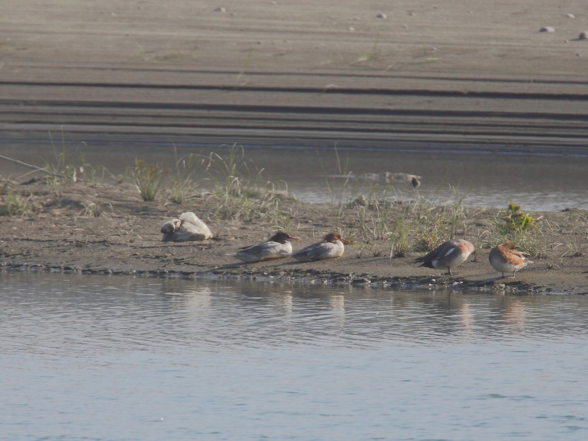 Scaly-sided Merganser - ML614975433