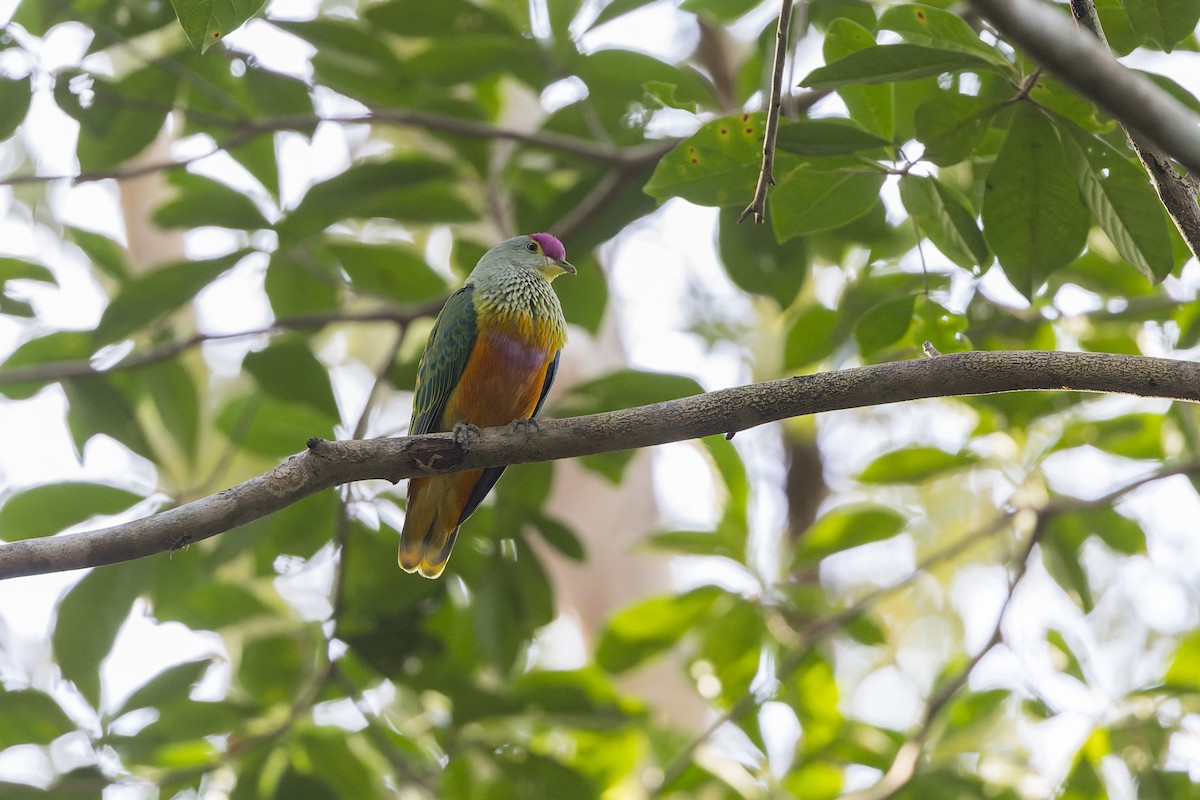 Rose-crowned Fruit-Dove - ML614975465