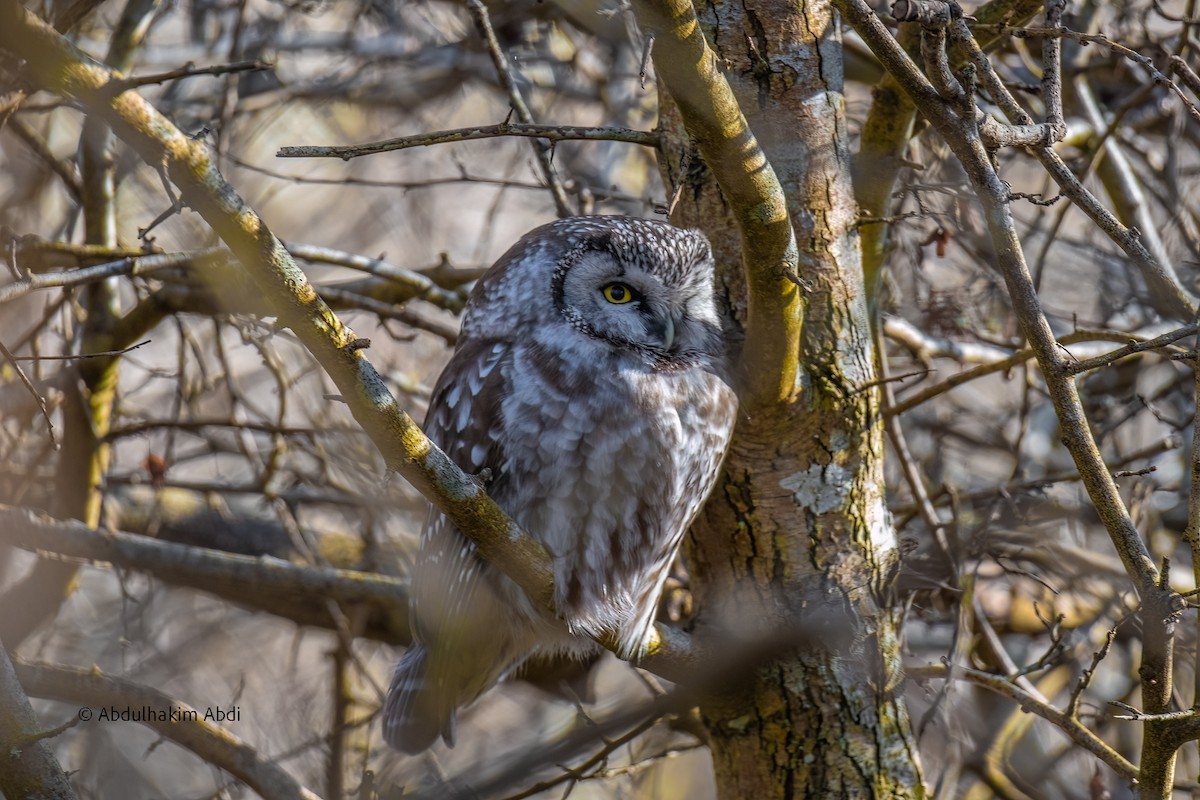 Boreal Owl - ML614975474