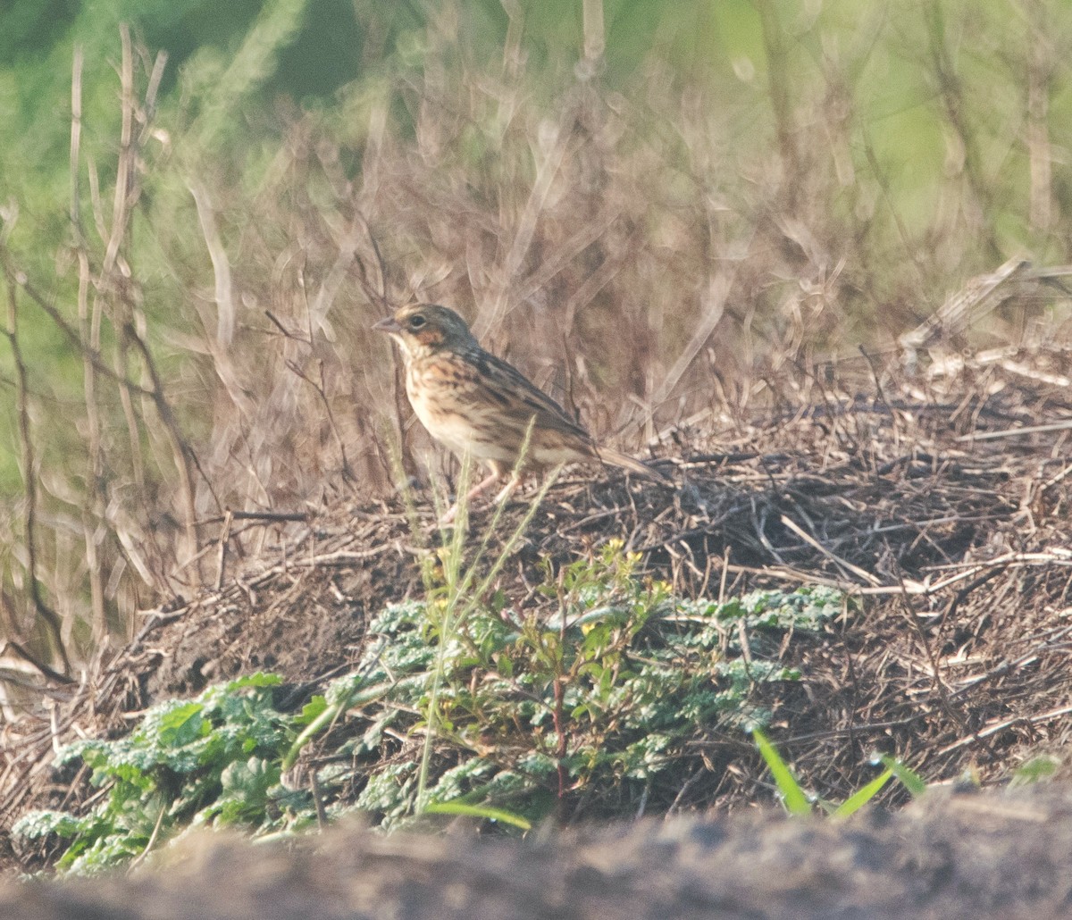 Chestnut-eared Bunting - ML614975513