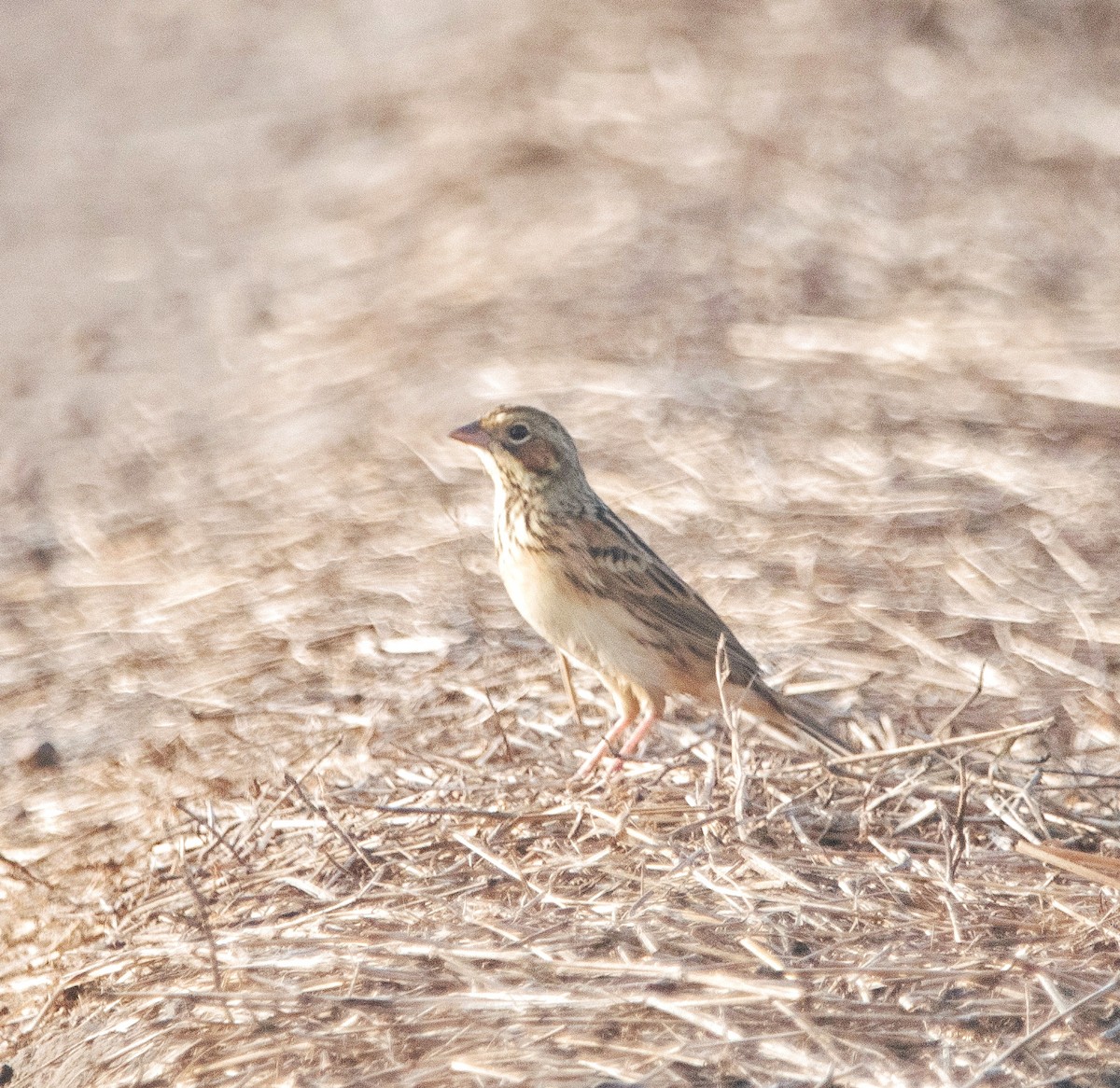 Chestnut-eared Bunting - ML614975514