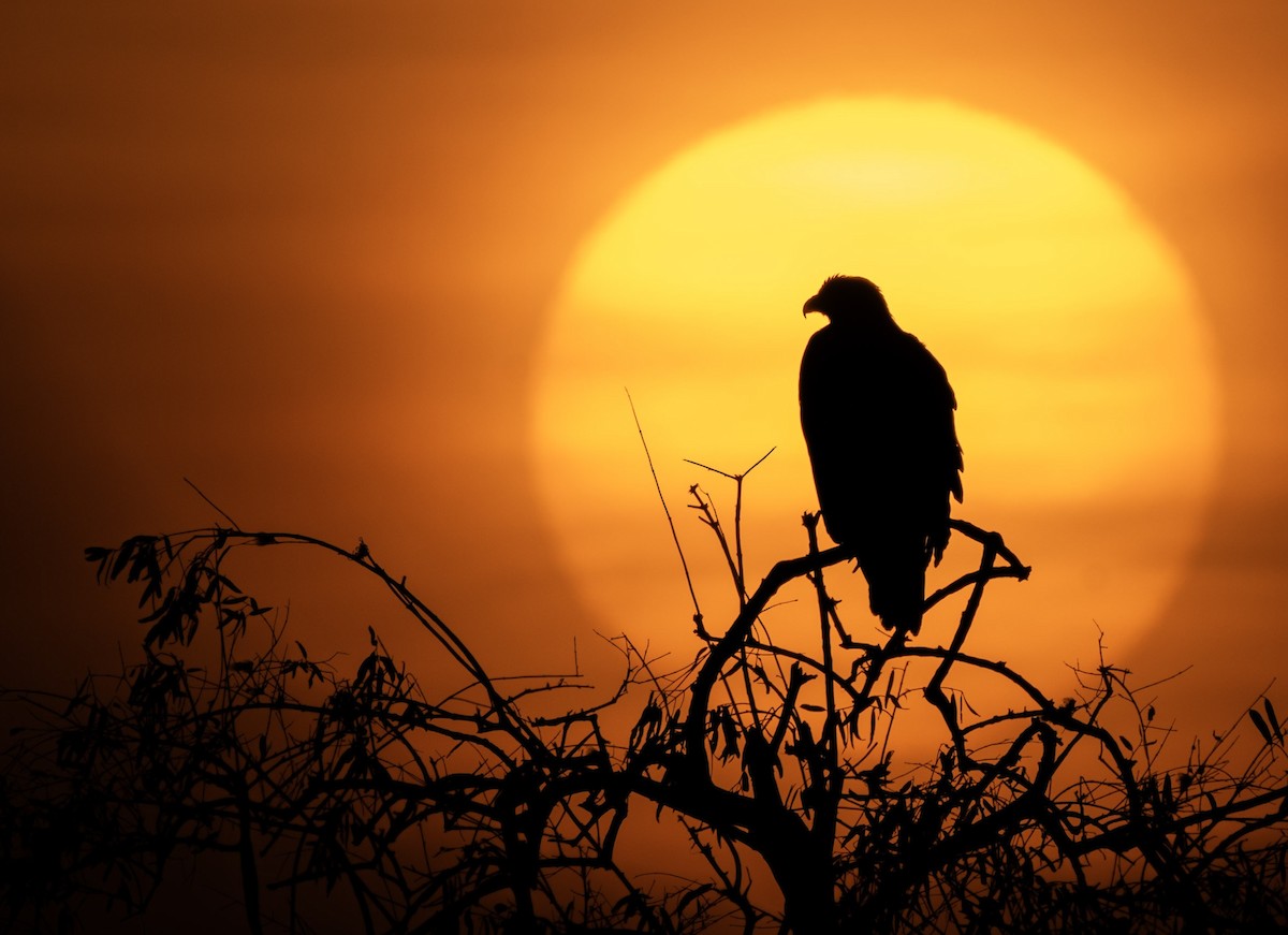 Steppe Eagle - ML614975536