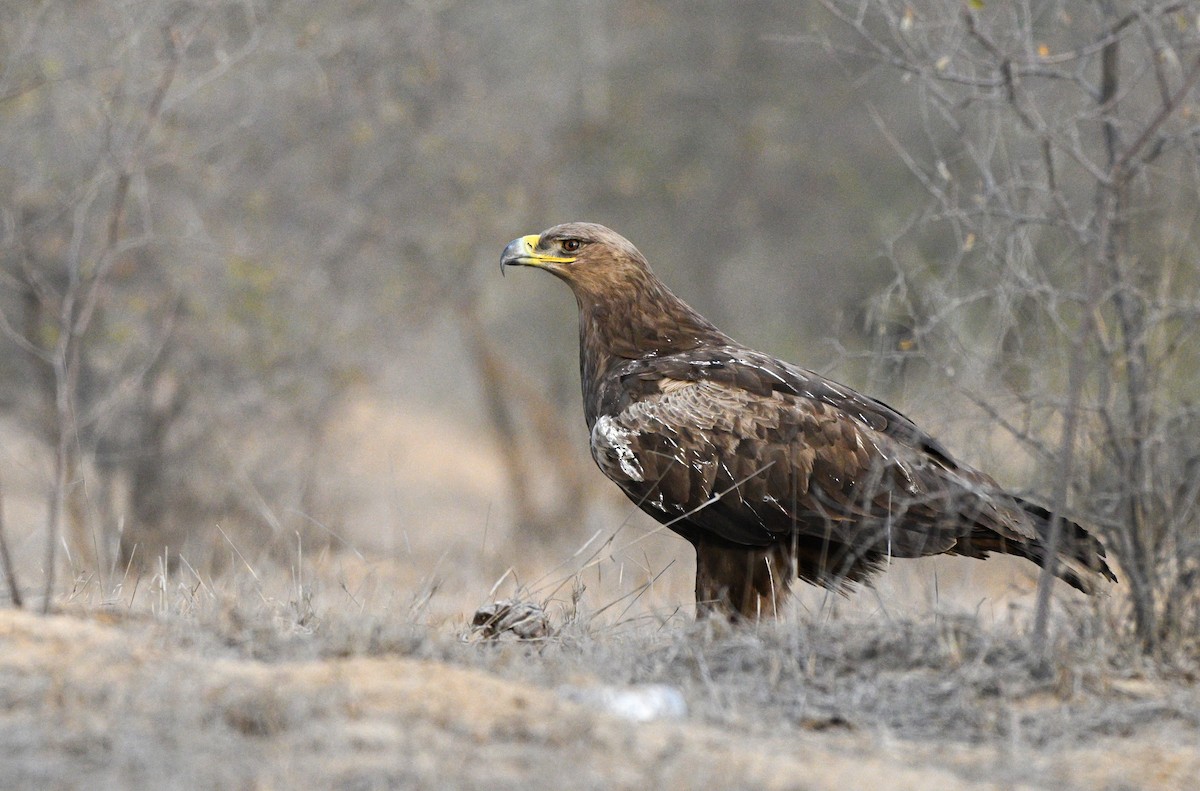 Steppe Eagle - saurabh kalia