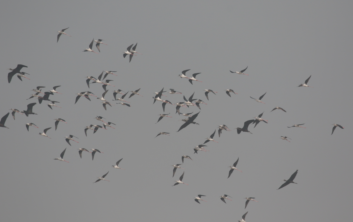 Black-winged Stilt - ML614975553