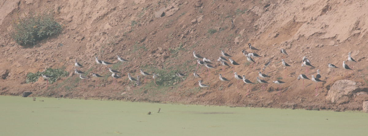 Black-winged Stilt - ML614975554