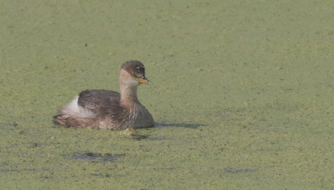 Little Grebe - ML614975556