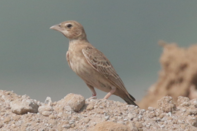 Ashy-crowned Sparrow-Lark - ML614975573