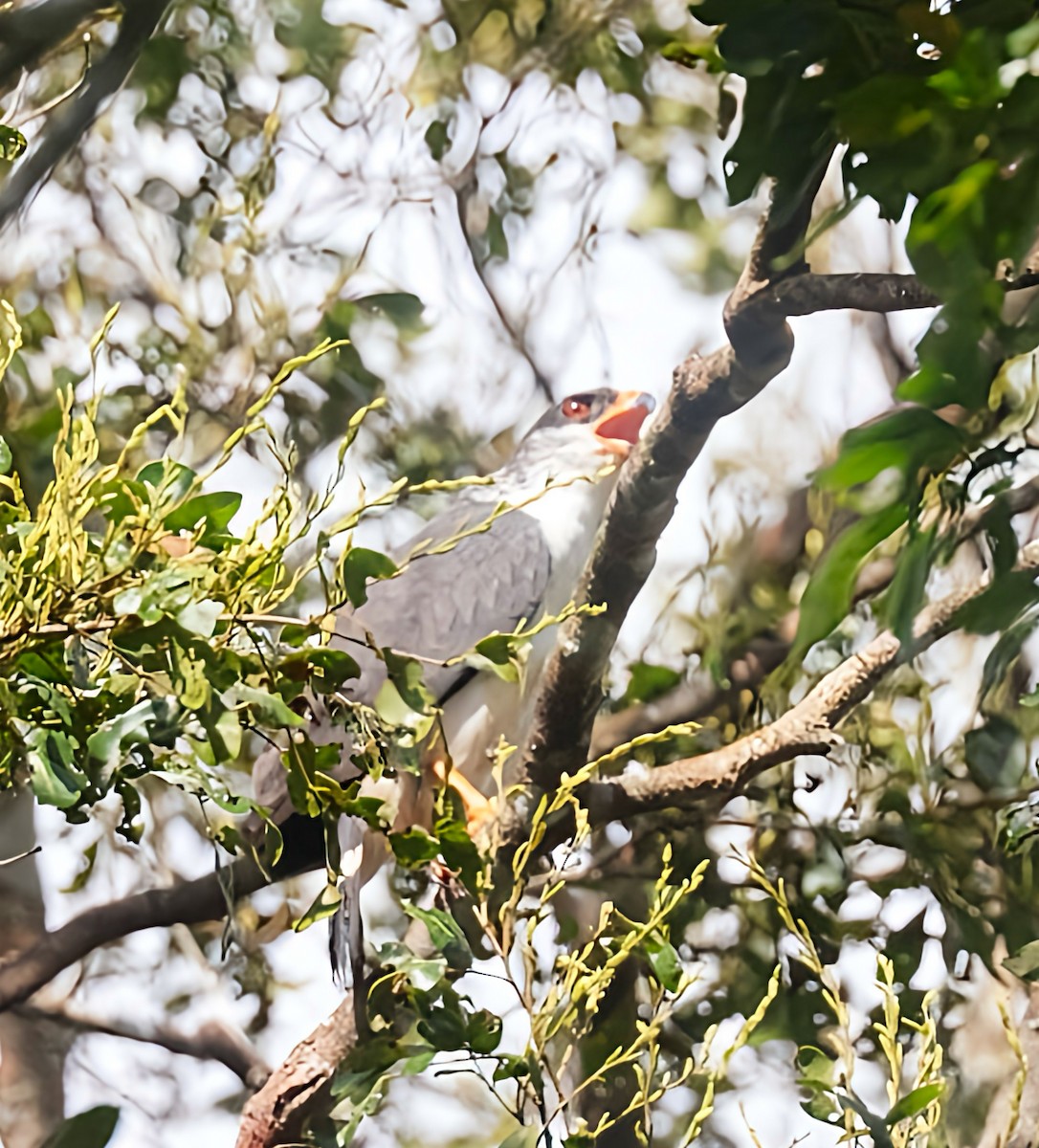 White-browed Hawk - ML614975610