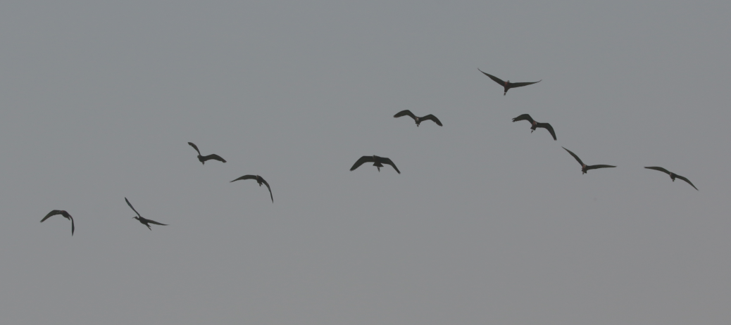 Glossy Ibis - ML614975612