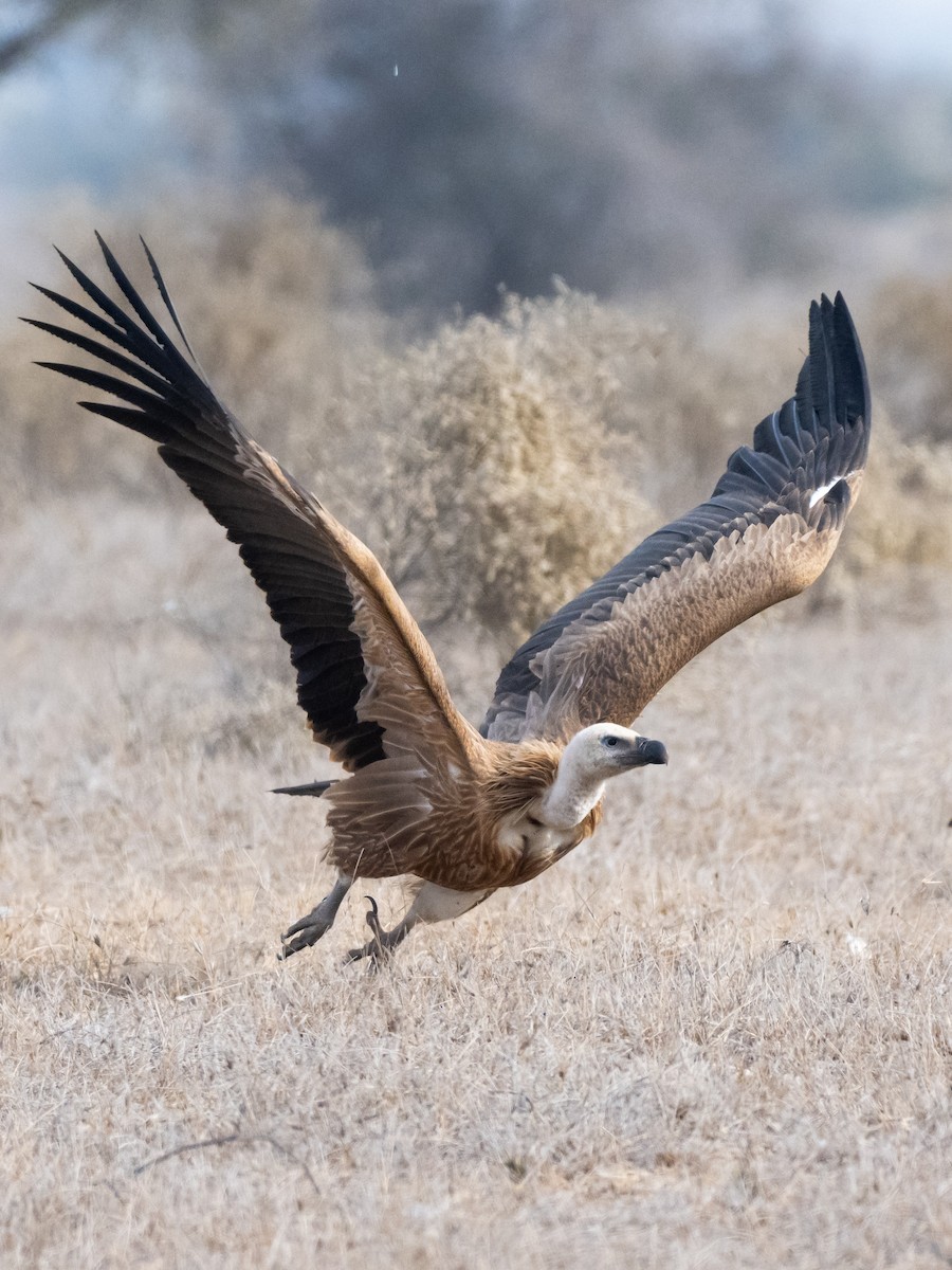 Himalayan Griffon - ML614975617