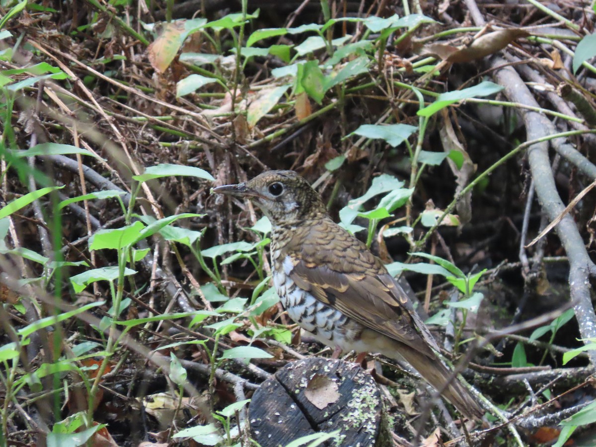 Russet-tailed Thrush - ML614975619