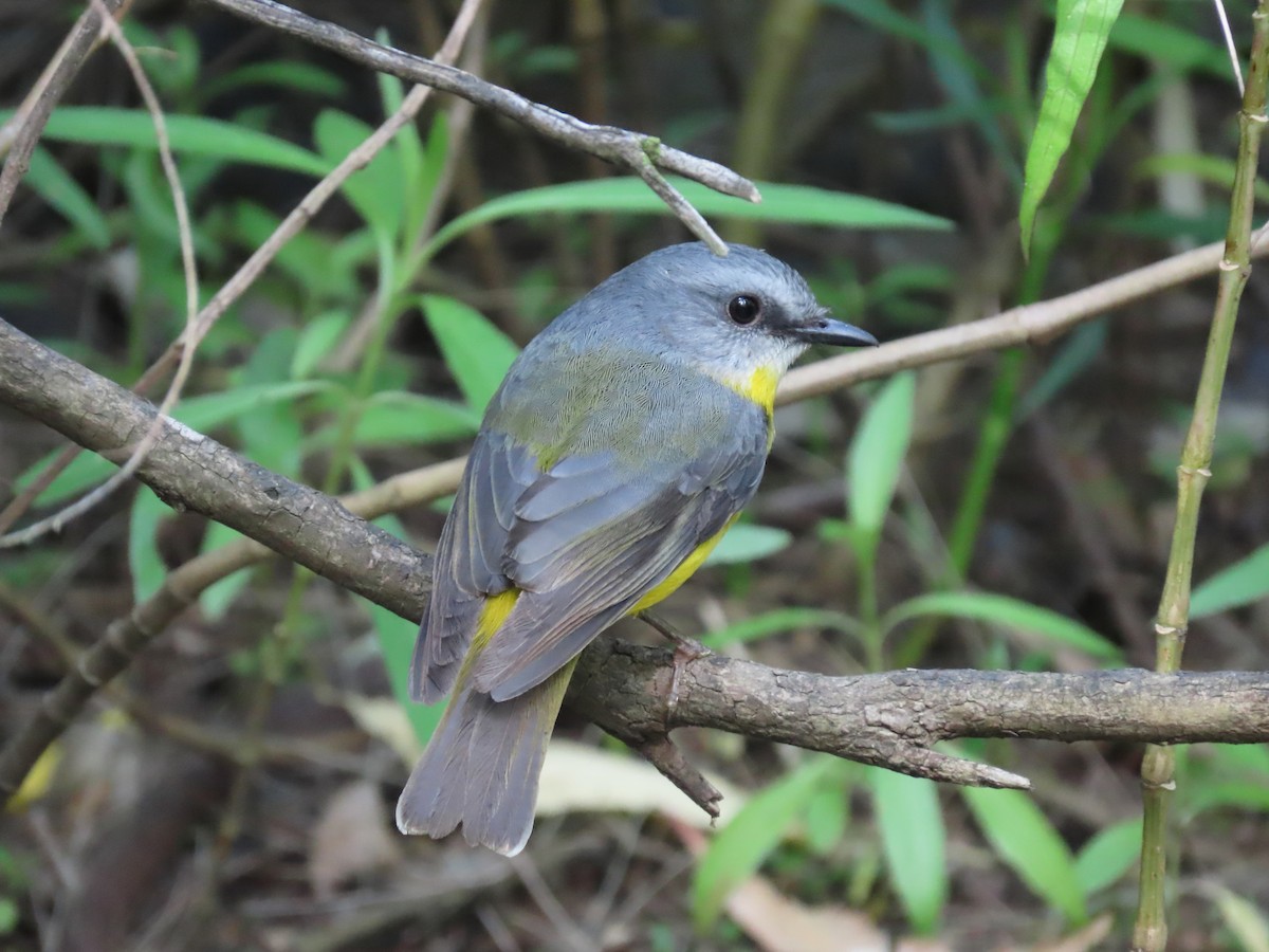 Eastern Yellow Robin - ML614975620