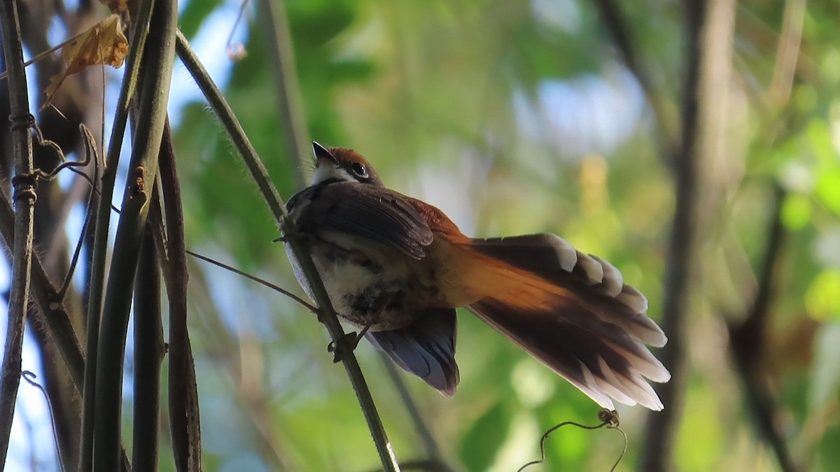 Australian Rufous Fantail - ML614975622