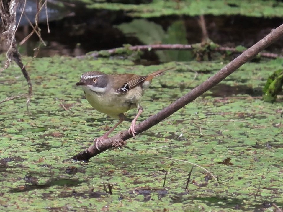 White-browed Scrubwren - Rolo Rodsey