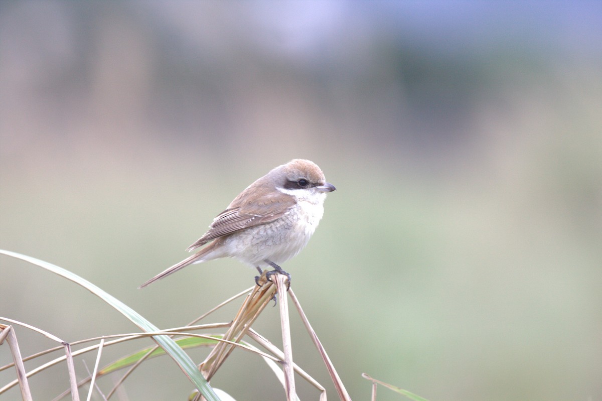 Red-backed Shrike - ML614975640