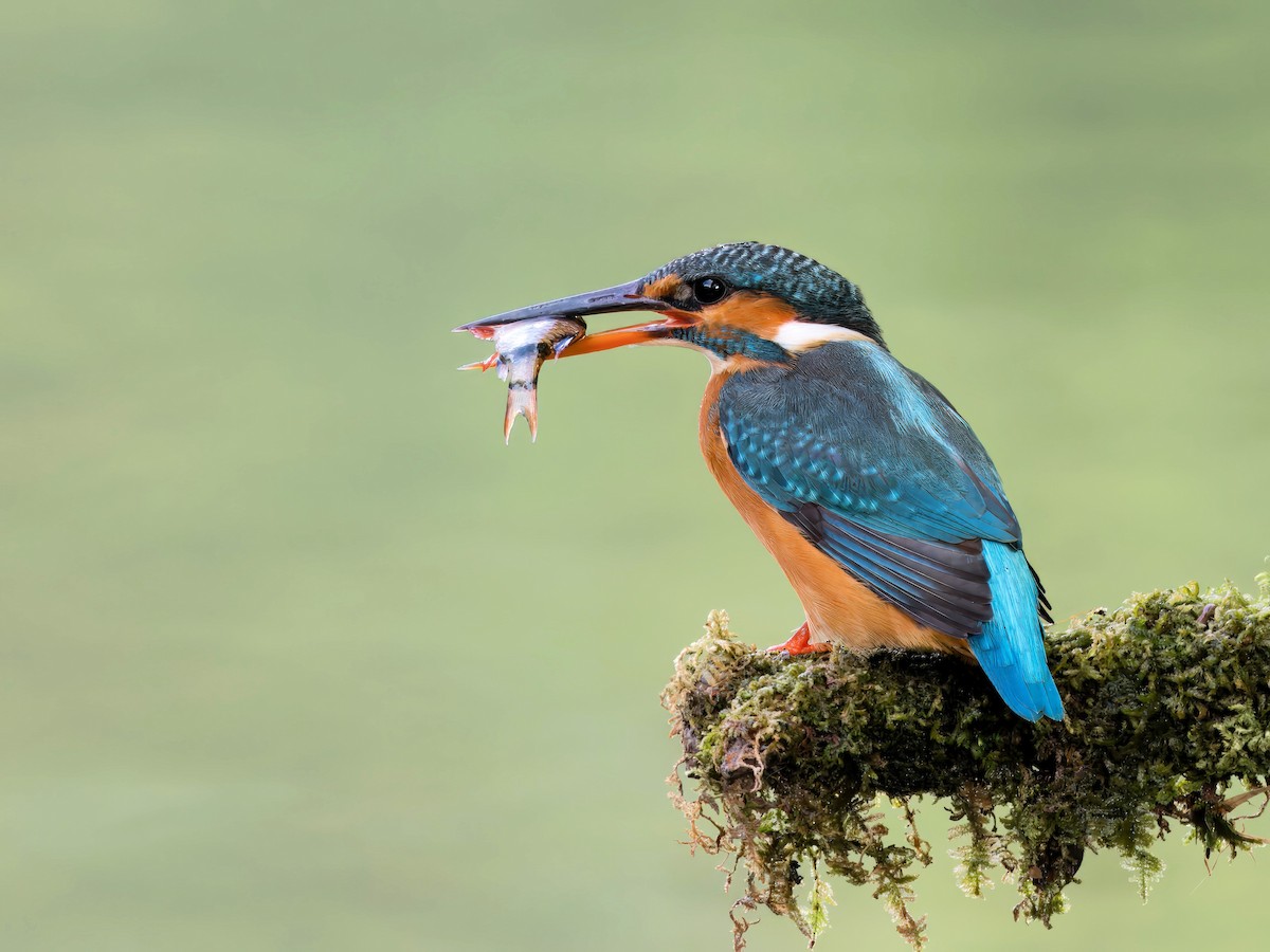 Common Kingfisher - Evelyn Lee
