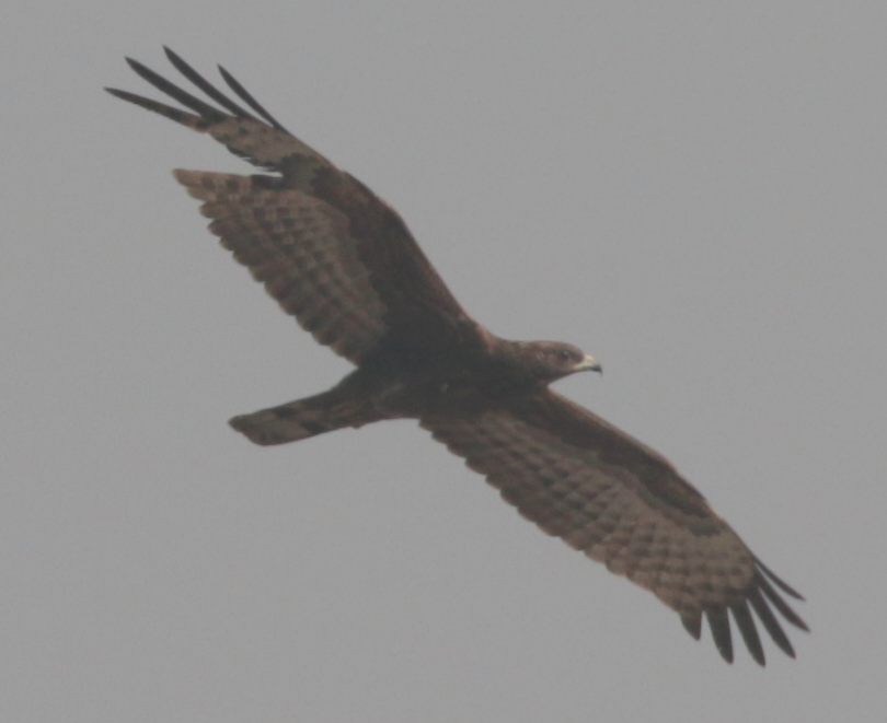 Oriental Honey-buzzard - ML614975662