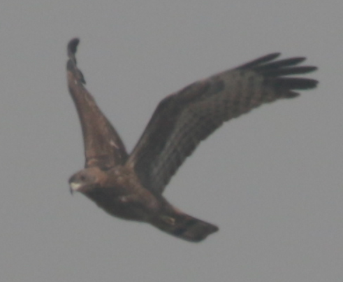 Oriental Honey-buzzard - Shashikiran Ganesh