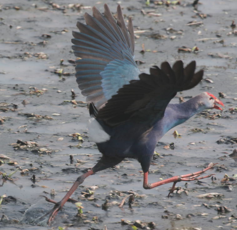 Gray-headed Swamphen - ML614975665