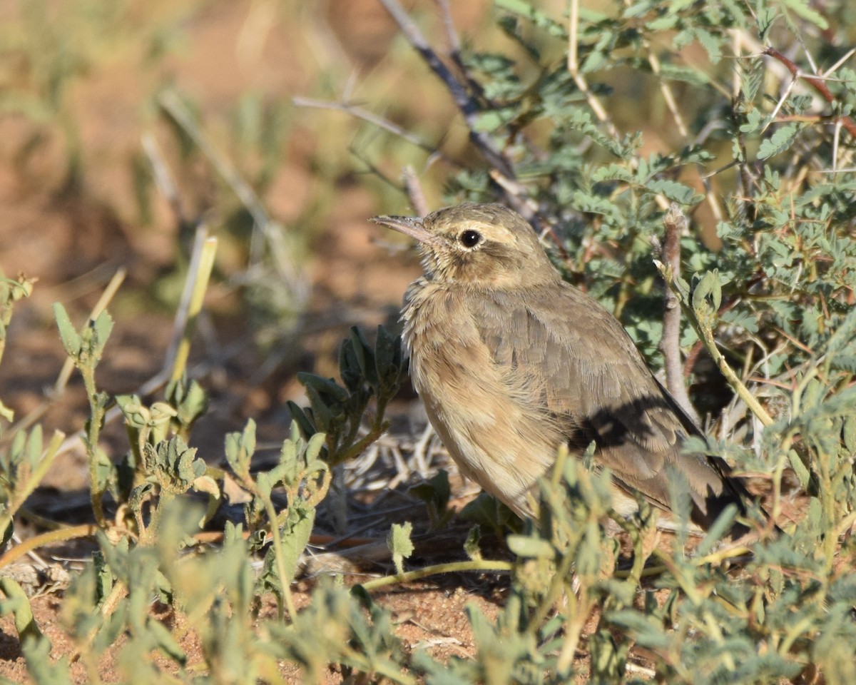 Buffy Pipit - Jacob Henry