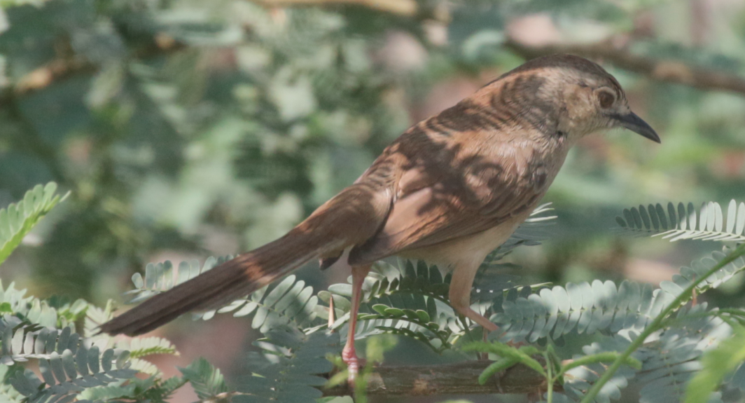 Jungle Prinia - ML614975697