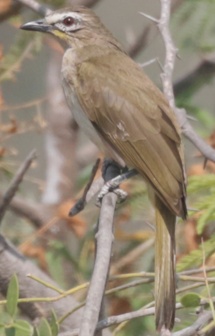 White-browed Bulbul - ML614975745