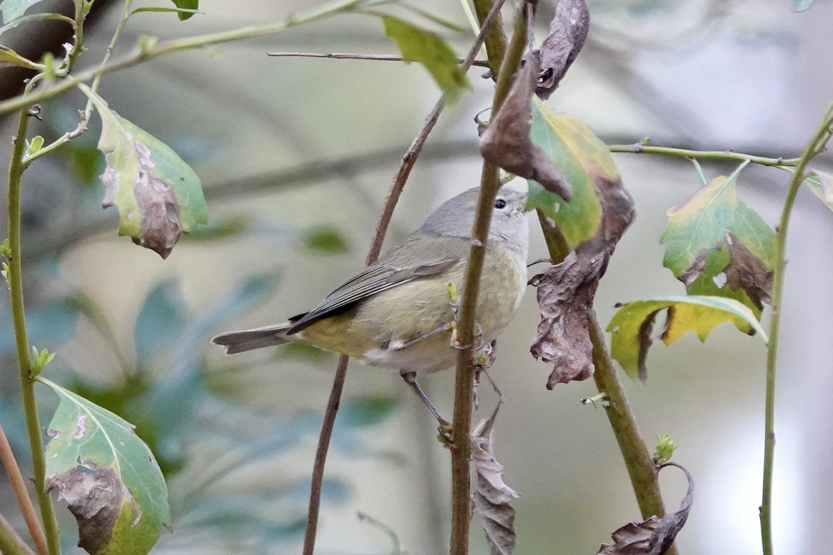 Orange-crowned Warbler - June McDaniels