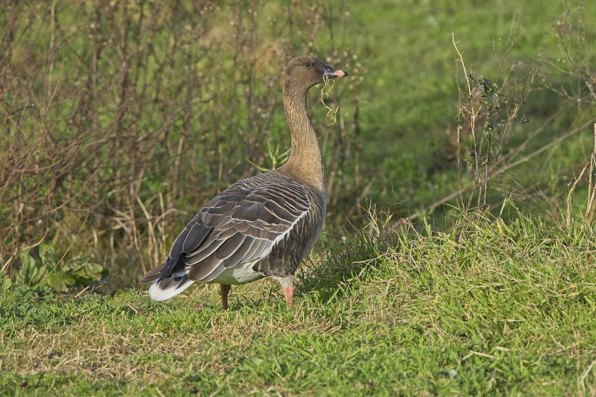 Pink-footed Goose - ML614975782