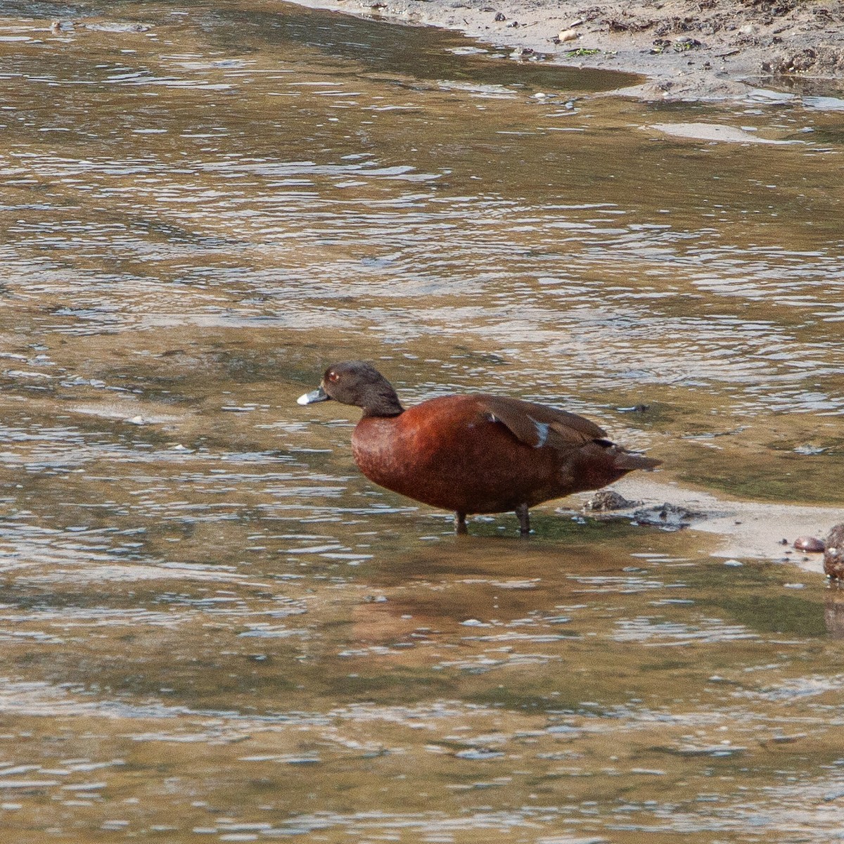 Hartlaub's Duck - Werner Suter