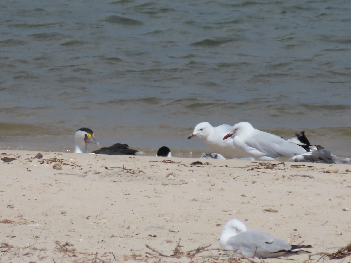 Pied Cormorant - ML614975868