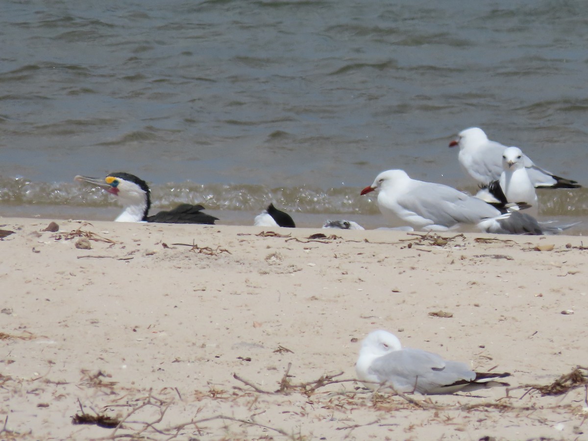 Silver Gull - ML614975869