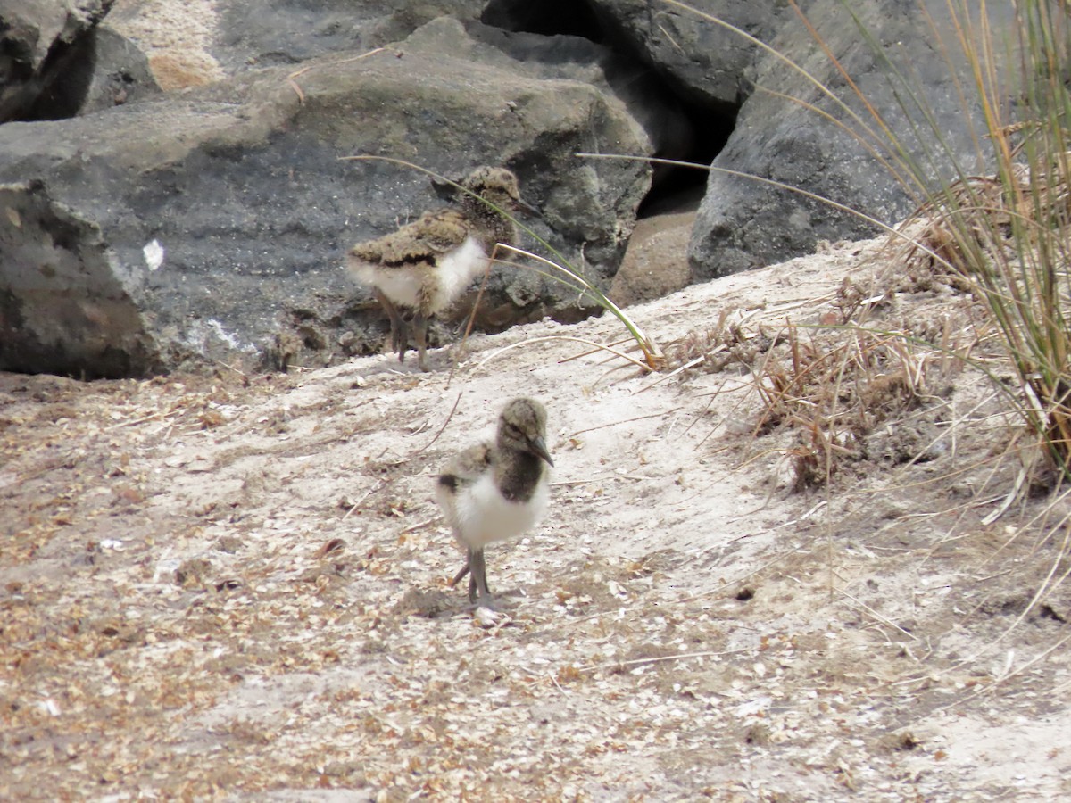 Pied Oystercatcher - ML614975875