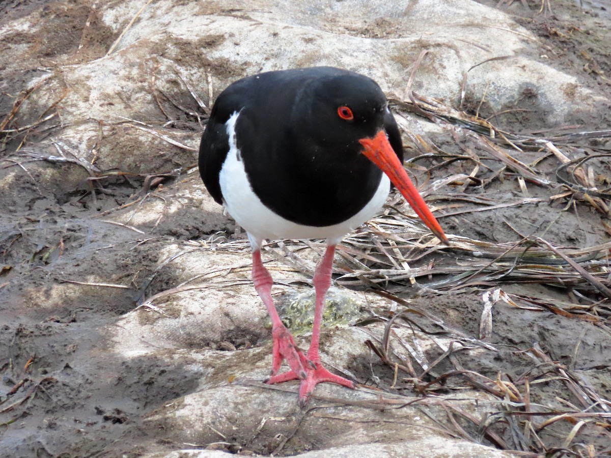 Pied Oystercatcher - Rolo Rodsey