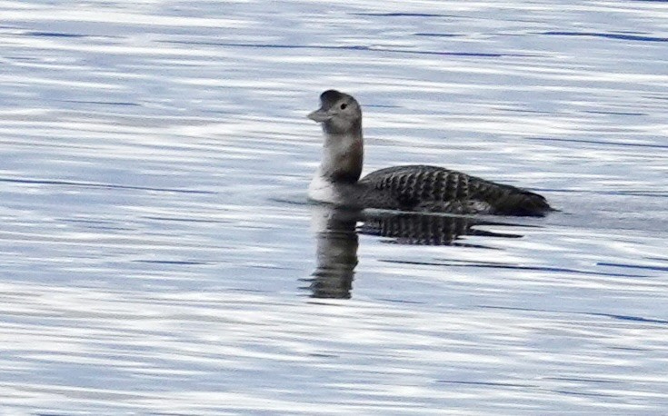 loon sp. - ML614975911