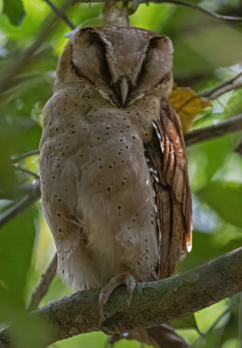 Sri Lanka Bay-Owl - ML614975980