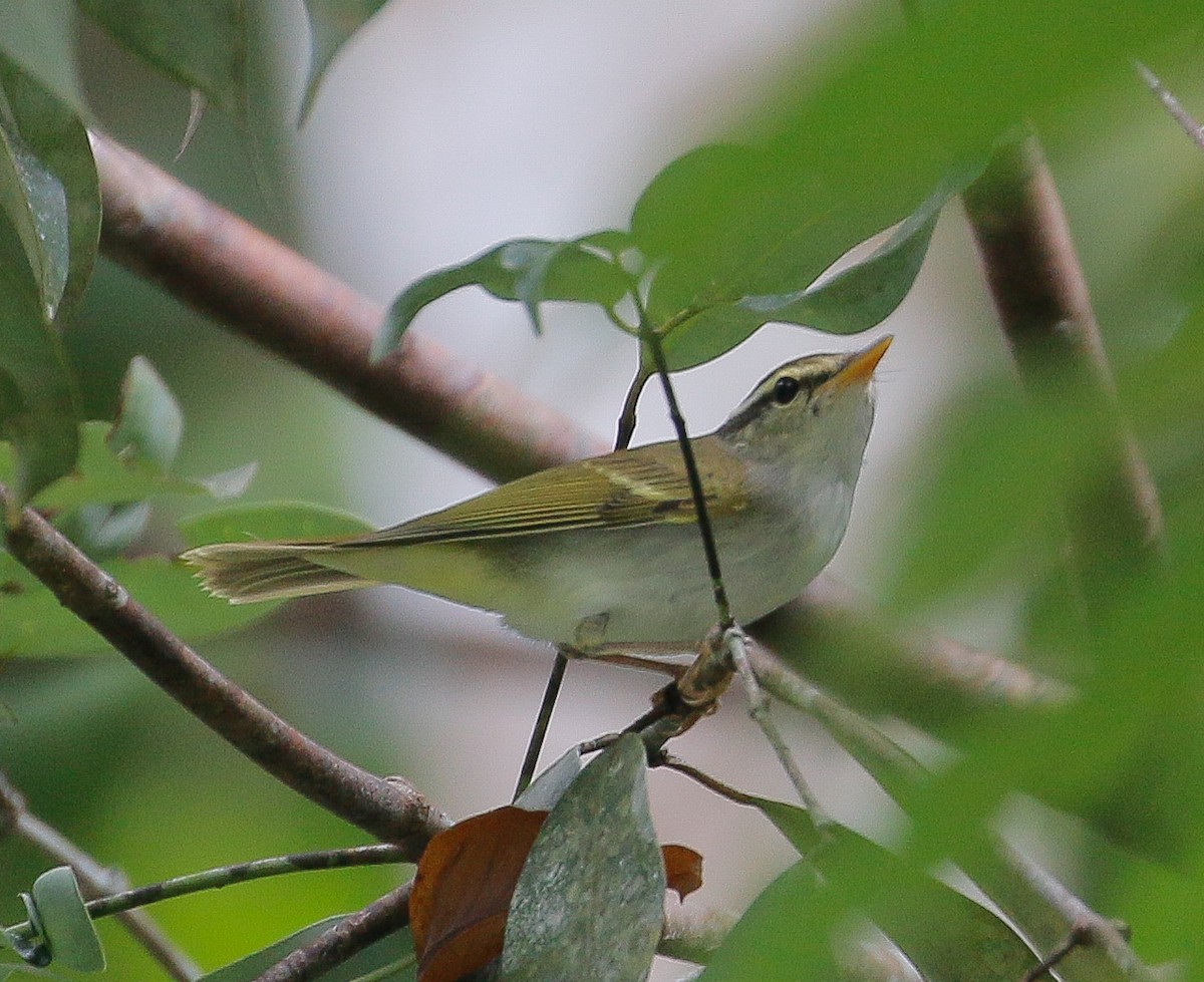 Eastern Crowned Warbler - ML614976043