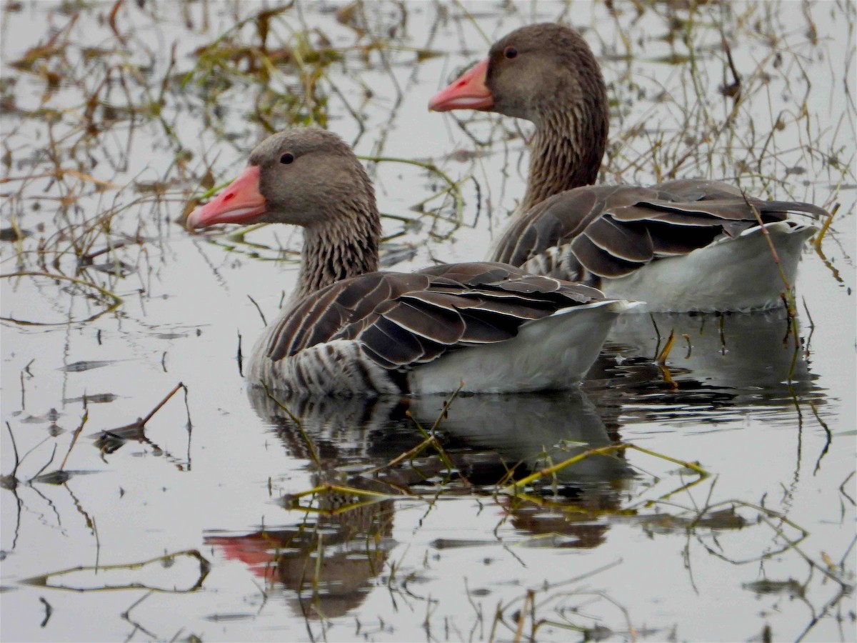 Graylag Goose - Beena Menon