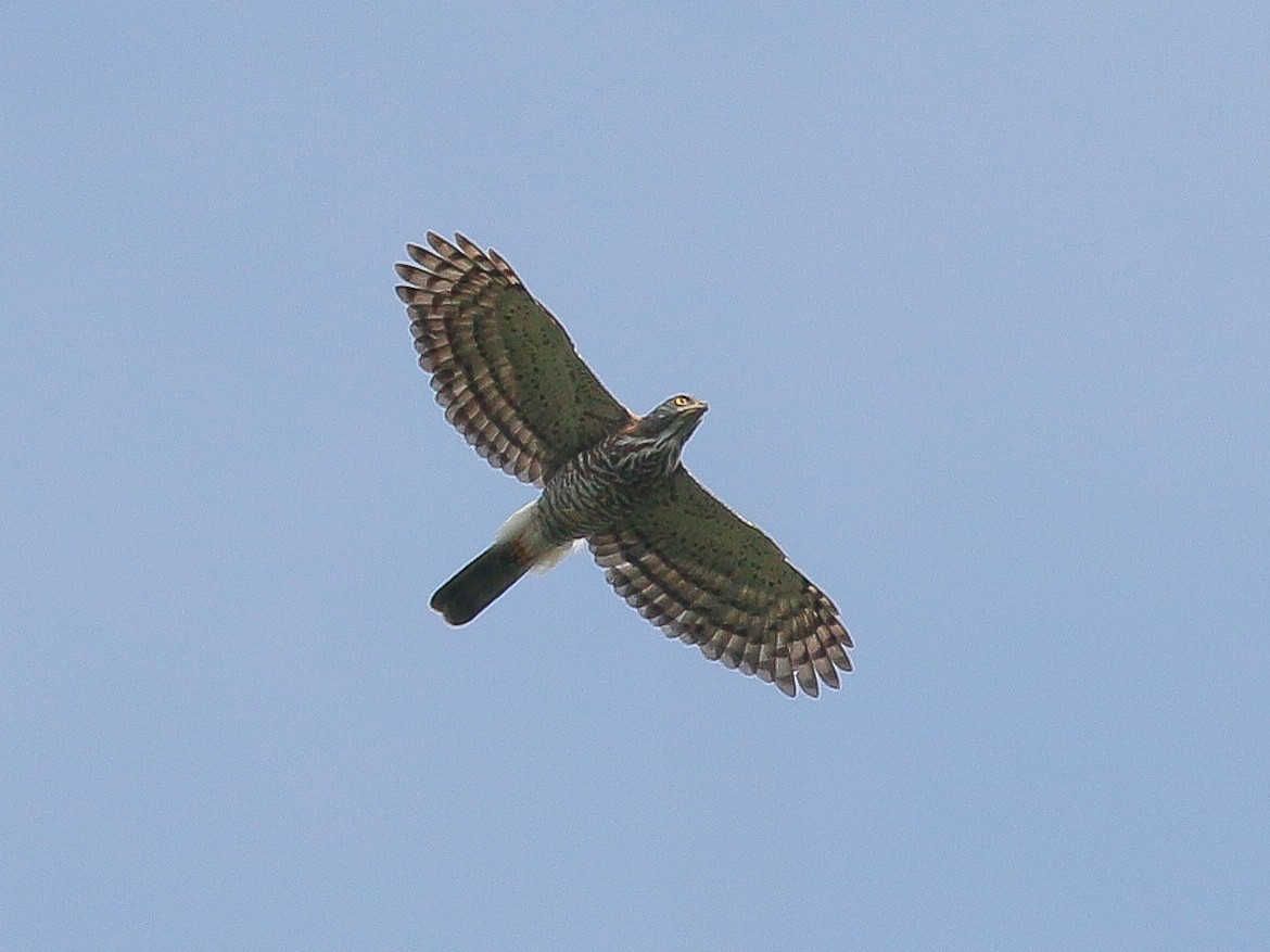 Crested Goshawk - ML614976069