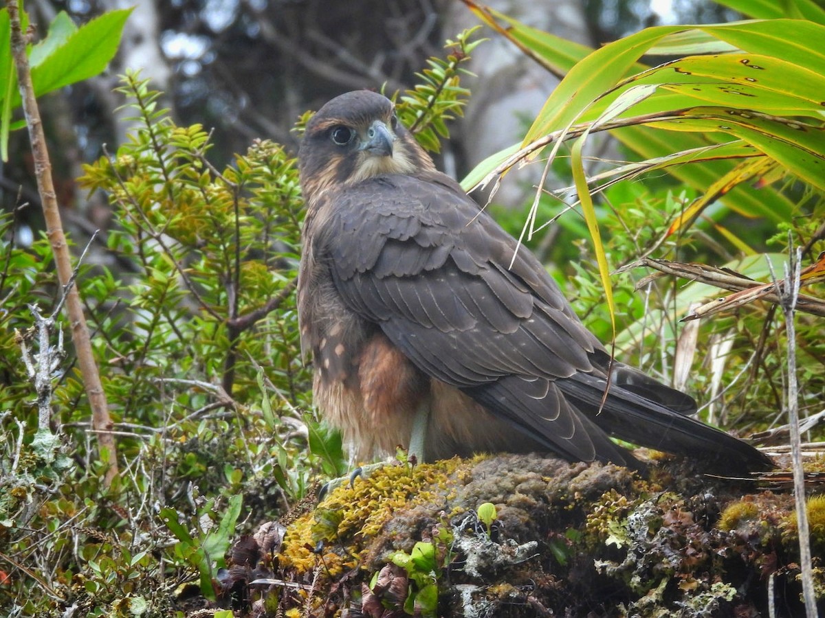 New Zealand Falcon - ML614976111