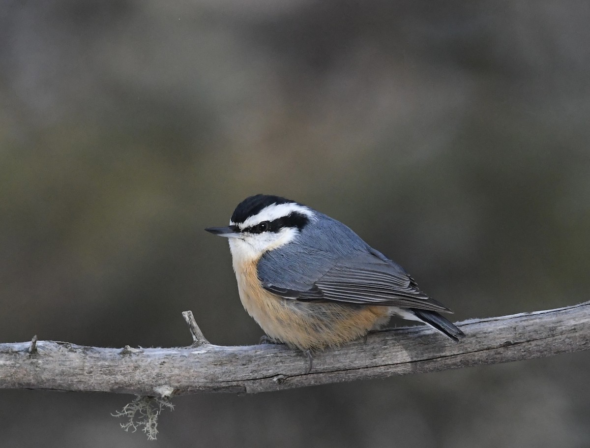 Red-breasted Nuthatch - Peter Paul