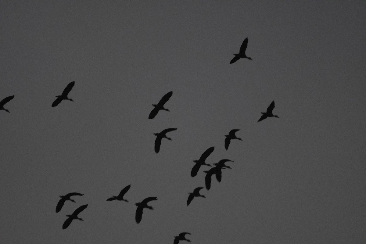 Lesser Whistling-Duck - Sourav Halder