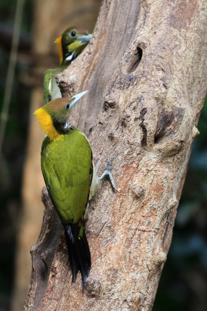 Greater Yellownape - Jacques Vanheuverswyn