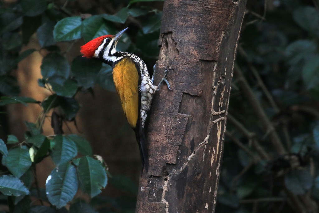 Common Flameback - ML614976236